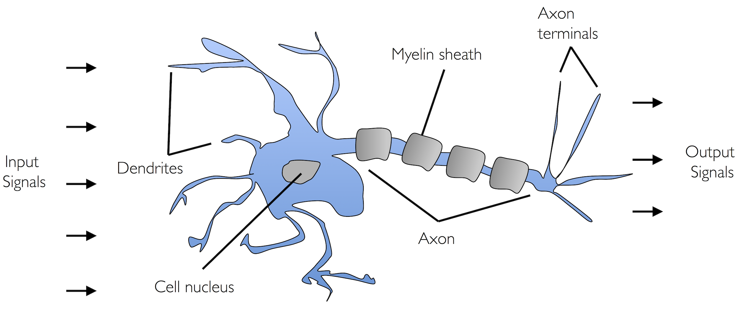 Bio Neuron